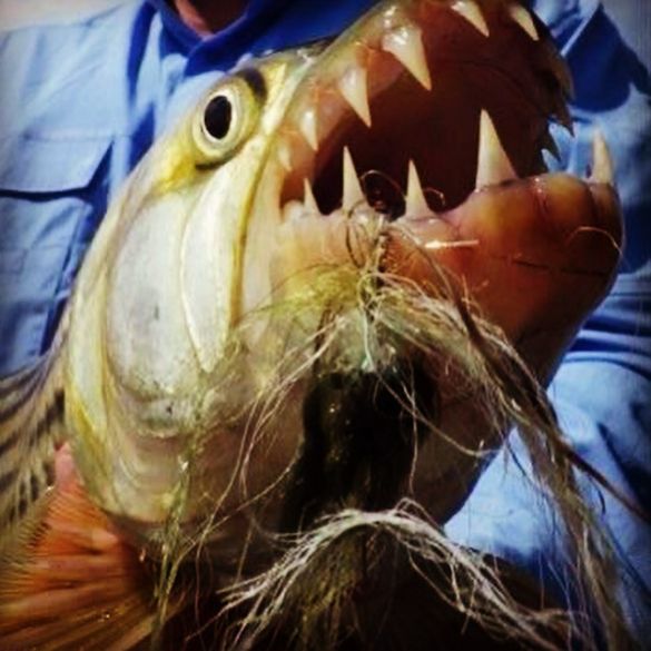 Close up of a tiger fish